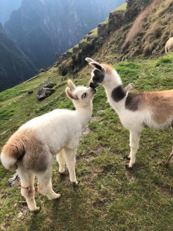 Llamas kissing on the mountainside