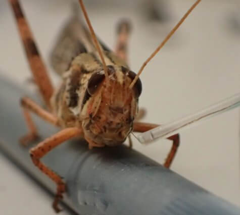 Locust with brain sensor