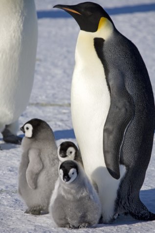 Adult emperor penguin with chicks