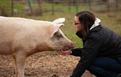 Woman scratching a pig's chin