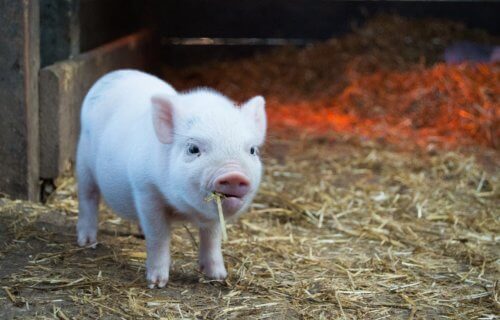 Young pig in a barn