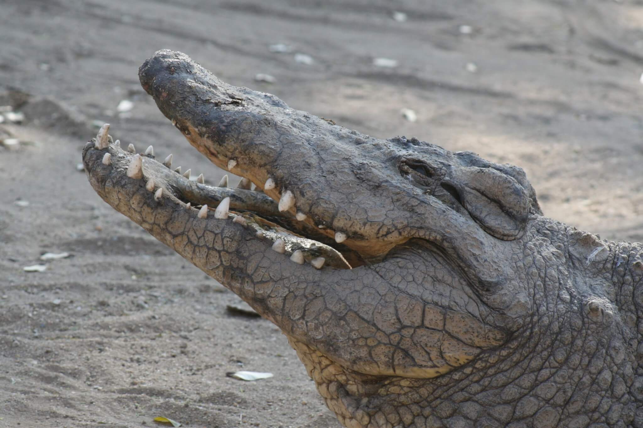 30-Foot 'Terror Crocodile' Ambushed Dinosaurs at Water's Edge, Smart News