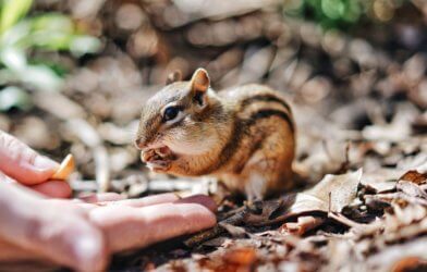 Chipmunk being fed by a human