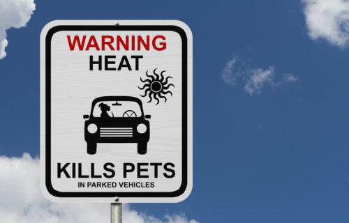 Hot car warning sign