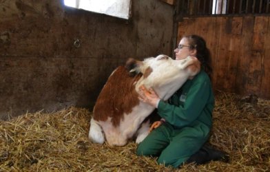 Cow Human Bonding