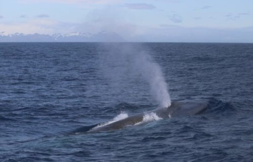 Blue Whale South Georgia