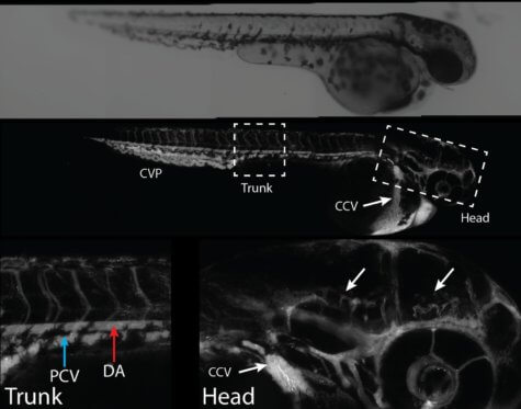 Zebrafish nanoparticles brain