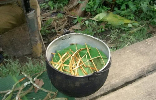 Preparation of ayahuasca in Ecuador