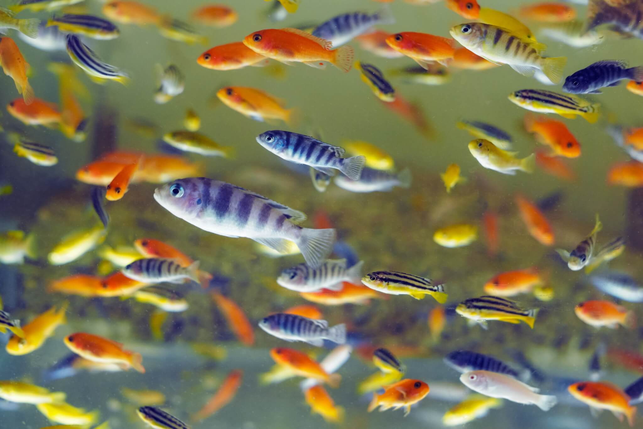 Can These Fish Do Math?  The Scientist Magazine®