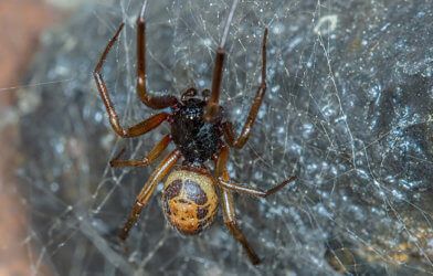 Noble False Widow Spider