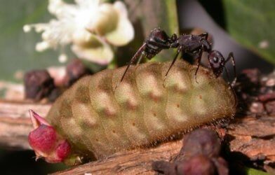 caterpillar ants nature