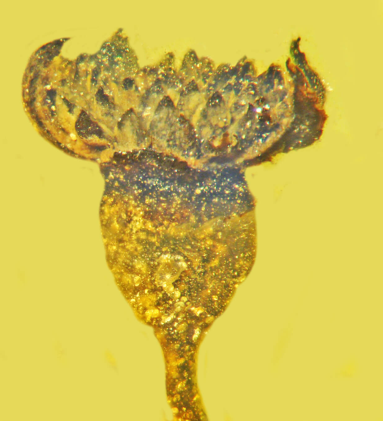 ancient flower in amber