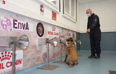 COVID-sniffing dogs