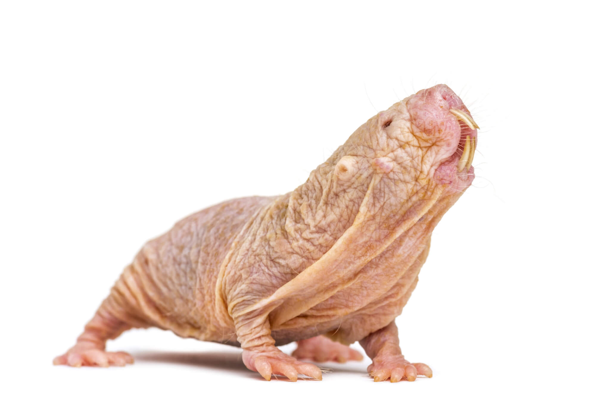 Naked mole-rats 'speak' in different 'languages' just like humans, study  shows