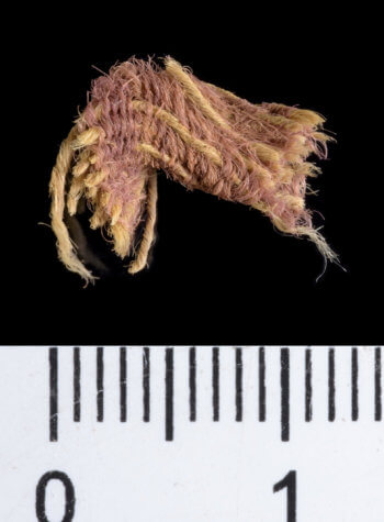 Ancient royal purple dyed wool fibers