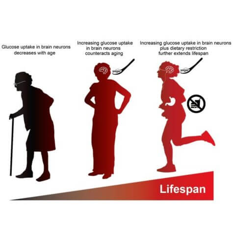 glucose long lifespan