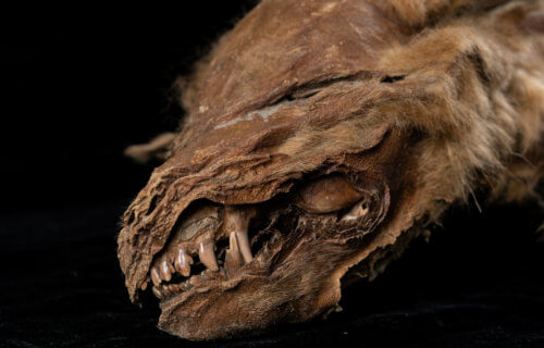 Wolf Mummy Unearthed