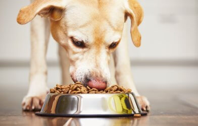Dog eating bowl of food