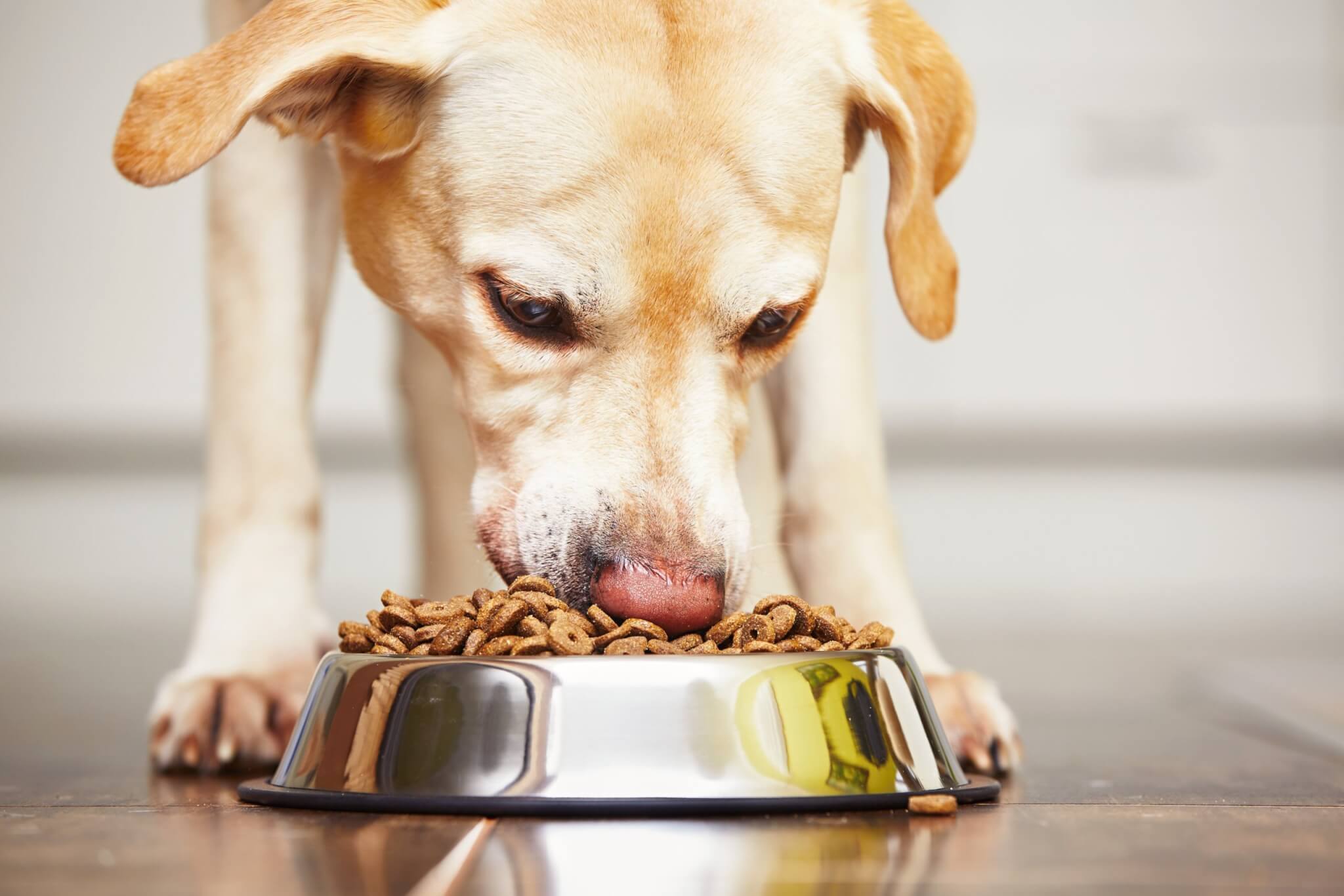Dog eating bowl of food