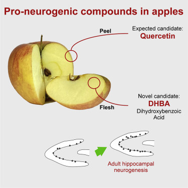 apples antioxidants