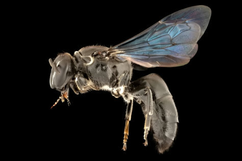 Extinct bee no longer extinct?