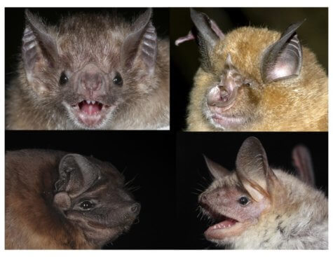 Bat aging study