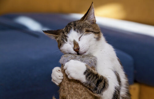 Cat enjoying catnip