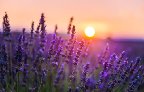 Lavender flowers in sunset