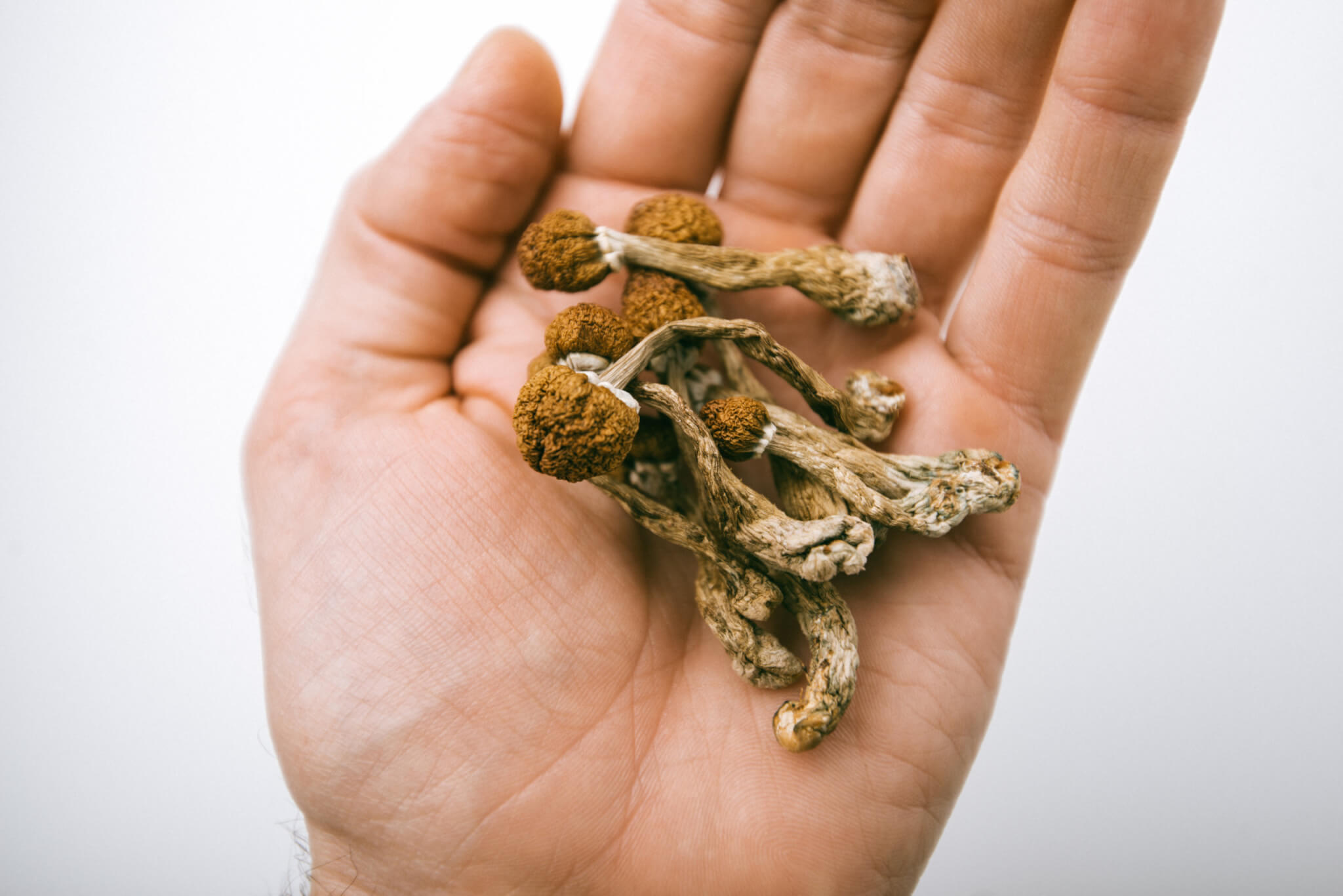 'Magic' mushrooms: psychedelic psilocybin