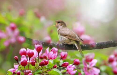 Bird singing on a branch - Nightingale