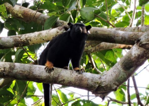 Red-handed tamarin 