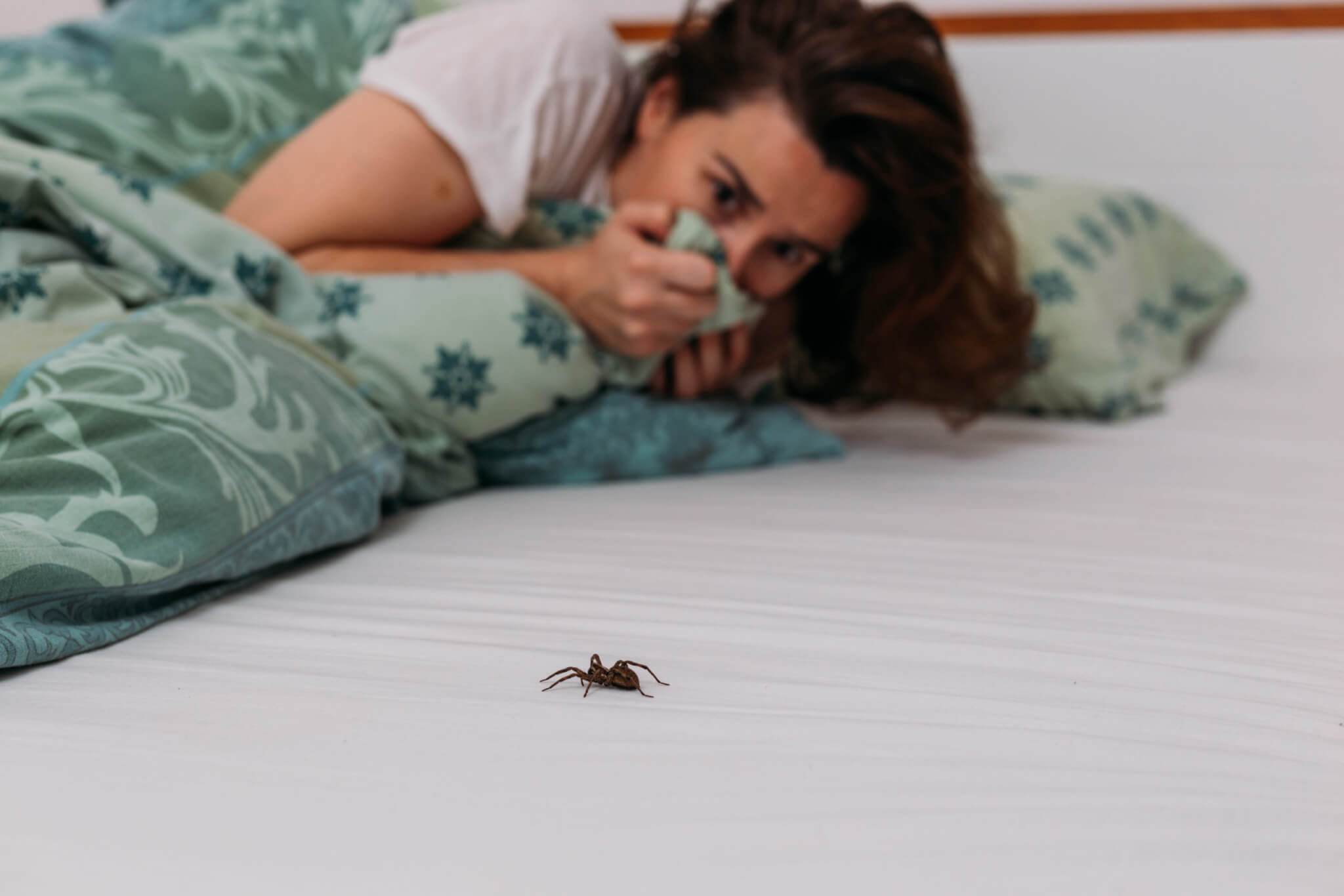 паук упал на кровать
