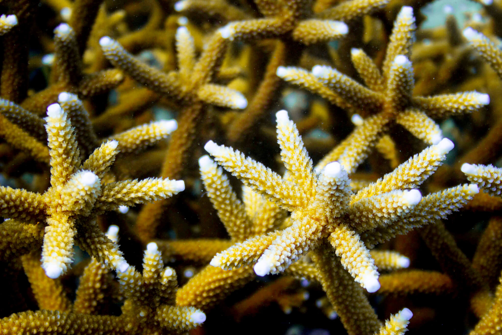 Staghorn Coral, also known by its - The Florida Aquarium