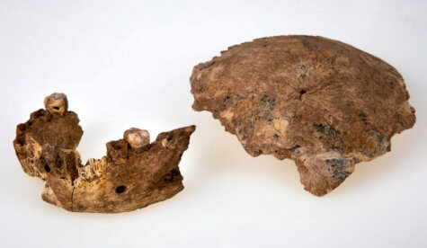 Prehistoric skull found in Israel