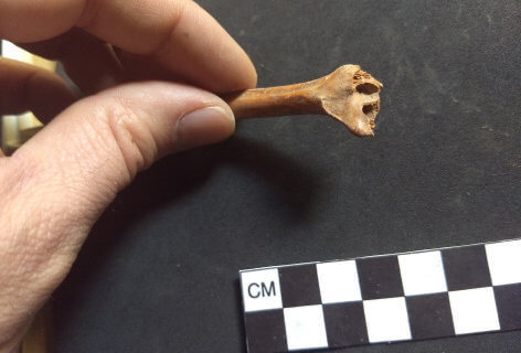 prehistoric bone