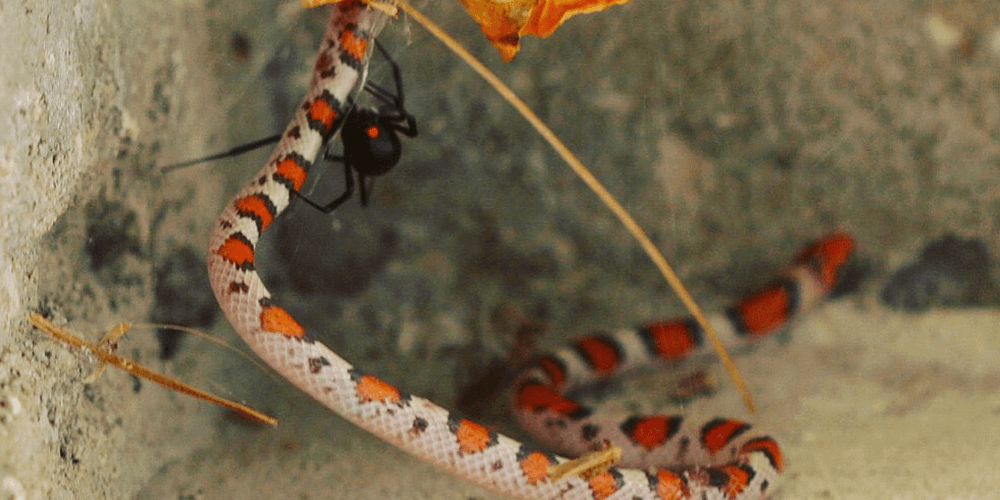 spider snake