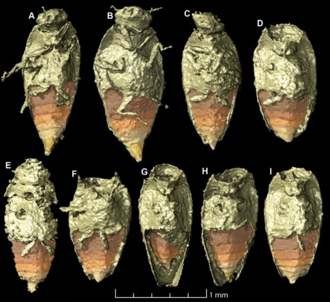 Beetle found in dinosaur feces