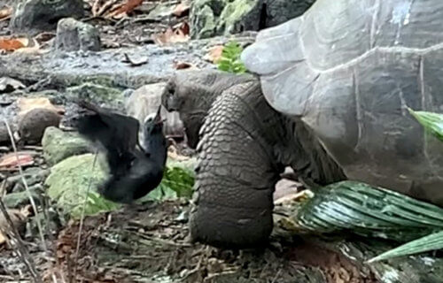 Tortoise hunts baby bird