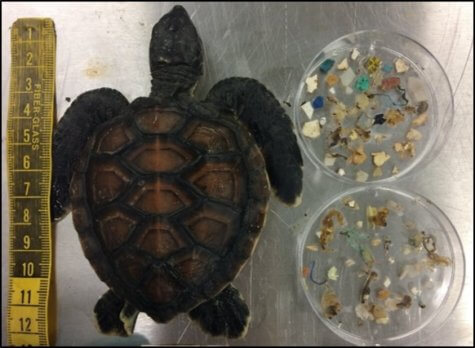 Turtles with microplastics in stomach