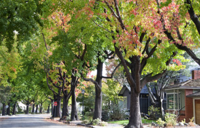 Neighborhood street with trees, nature