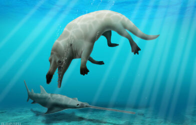 Phiomicetus anubis - ancient whale discovery