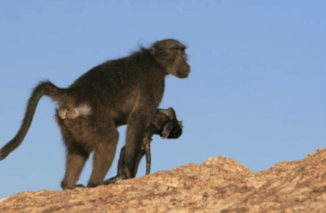 Baboon carries infant's corpse