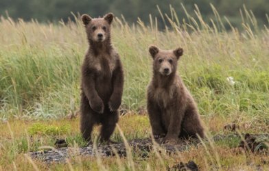 Young brown bear cubs