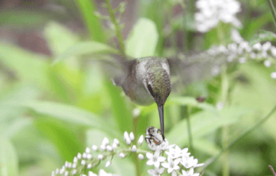 hummingbird bee
