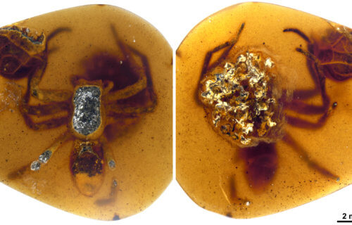 Spider preserved in amber