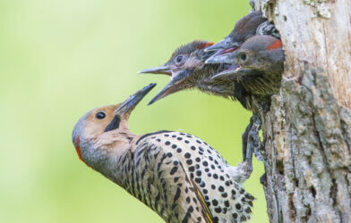 Male northern flicker (Colaptes auratus) at nest