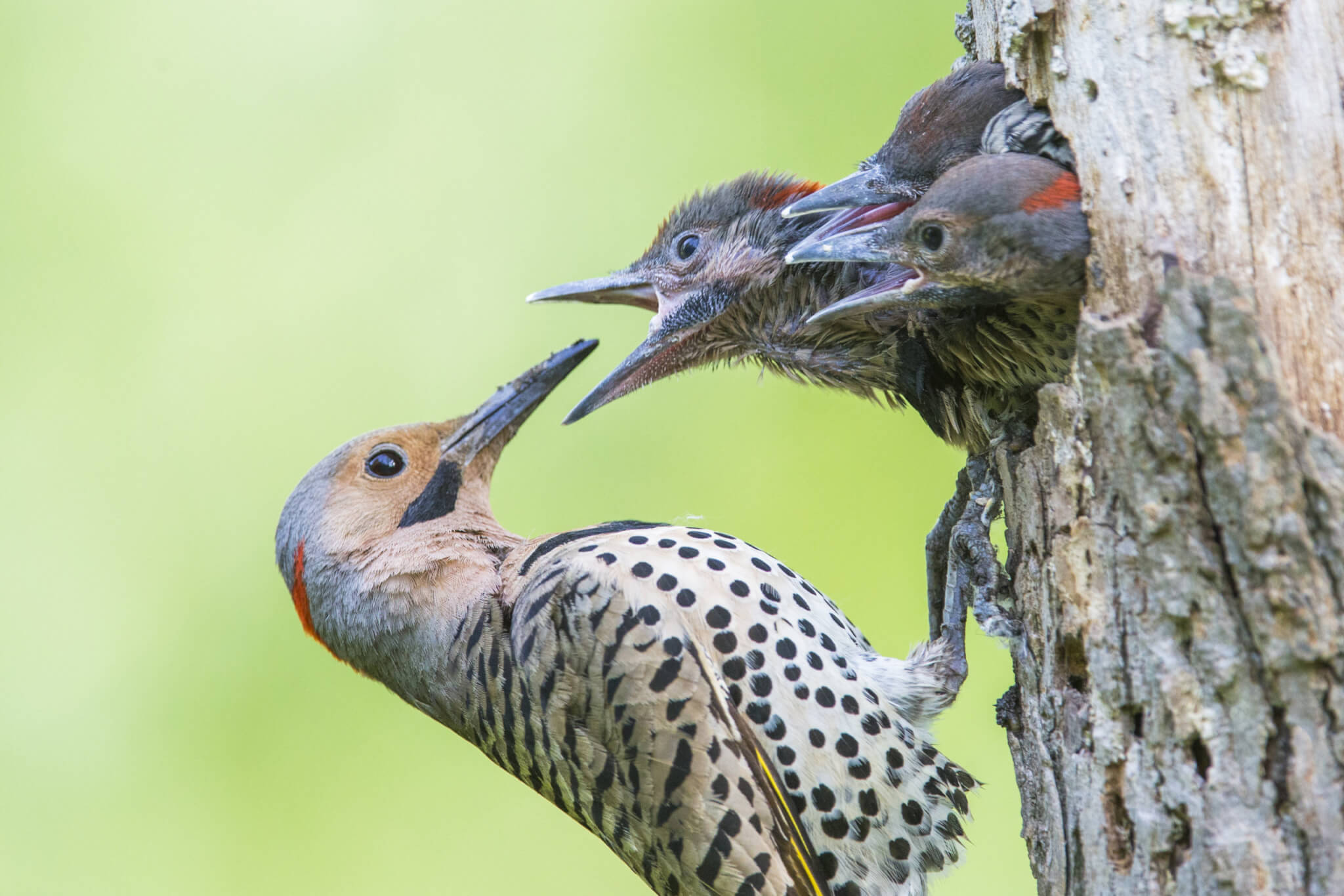 Majority of U.S. birds are rapidly dying off, report warns, though one population is thriving
