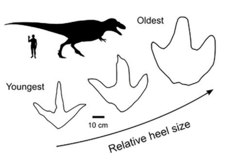 T. rex footprint study