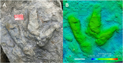 Tyrannosauraus rex footprint fossil