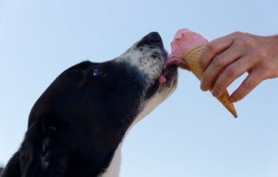pet eating ice cream